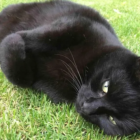 Wohlfuehloase In Pankow