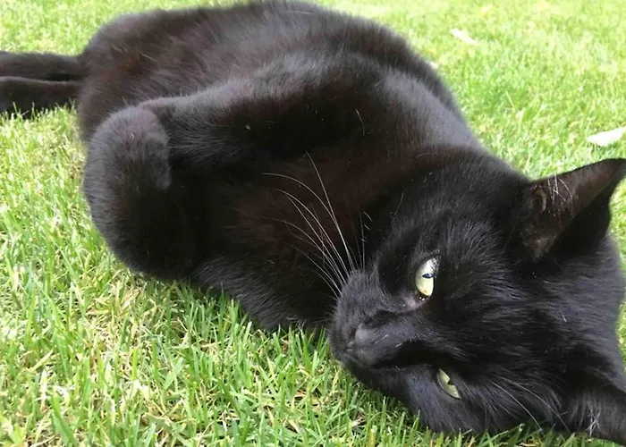 Wohlfuehloase In Pankow